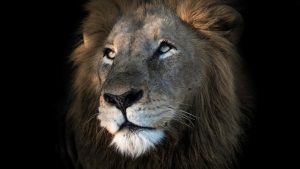 Image of a lion on a black background