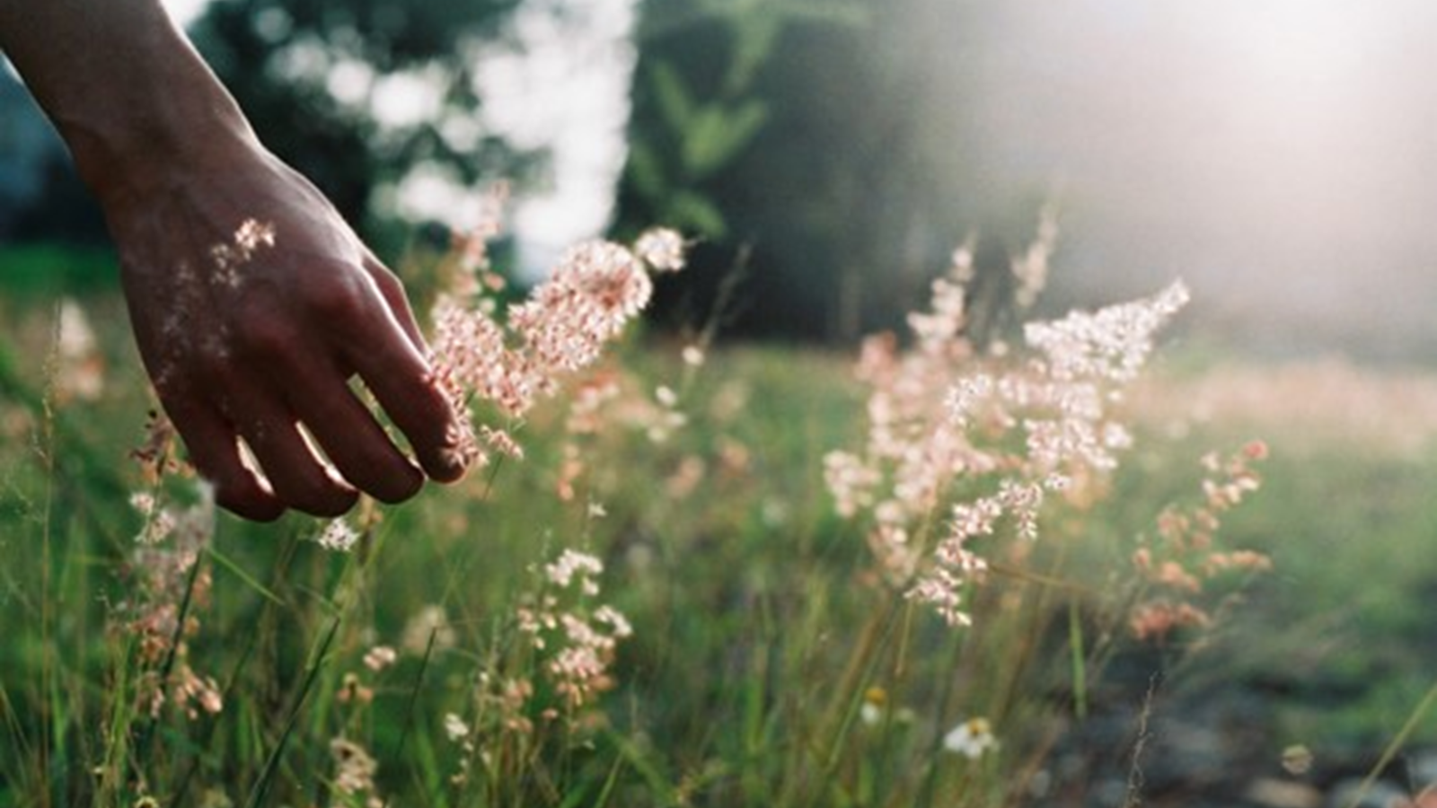 Hand touching grass in a meadow